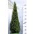 Puszpáng, kúp alakú Buxus sempervirens P27