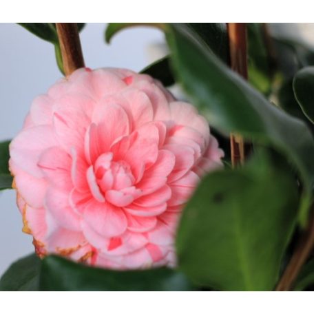 Japán kamélia Camellia japonica P15