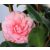 Japán kamélia Camellia japonica P15