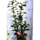 Japán kamélia Camellia japonica P15