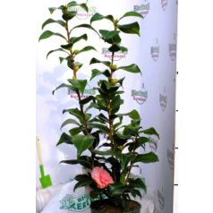 Japán kamélia Camellia japonica P15