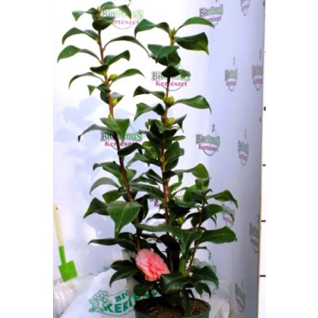 Japán kamélia Camellia japonica P15
