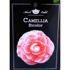 Japán kamélia Camellia japonica P15