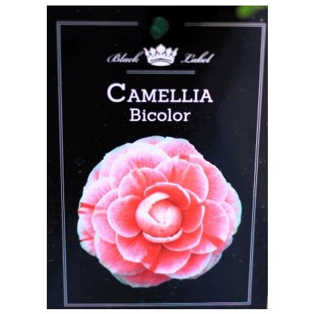 Japán kamélia Camellia japonica P15