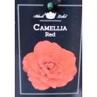 Japán kamélia Camellia japonica P15