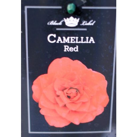 Japán kamélia Camellia japonica P15