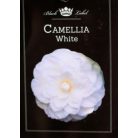 Japán kamélia Camellia japonica P15