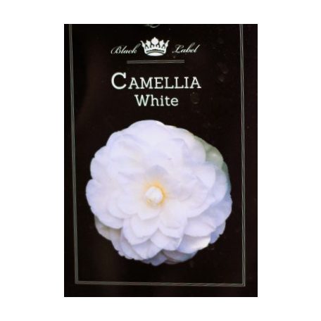 Japán kamélia Camellia japonica P15