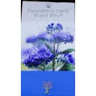 Kékszakáll  Caryopteris clandonensis Grand Bleu C2