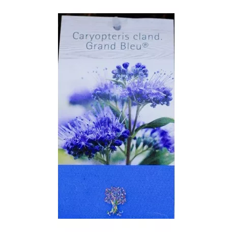 Kékszakáll  Caryopteris clandonensis Grand Bleu C2