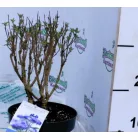 Kékszakáll  Caryopteris clandonensis Grand Bleu C2