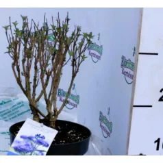 Kékszakáll  Caryopteris clandonensis Grand Bleu C2