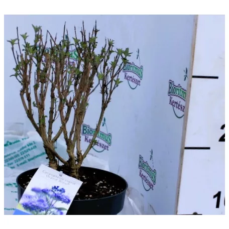 Kékszakáll  Caryopteris clandonensis Grand Bleu C2