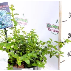   Terülő kék virágú táskavirág Ceanothus thyrsiflorus Repens P17