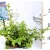 Terülő kék virágú táskavirág Ceanothus thyrsiflorus Repens P17