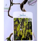 Csavart mogyoró Corylus avel. Contorta C5,5