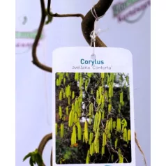 Csavart mogyoró Corylus avel. Contorta C5,5