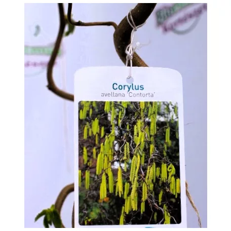 Csavart mogyoró Corylus avel. Contorta C5,5
