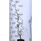 Csavart mogyoró Corylus avel. Contorta C5,5