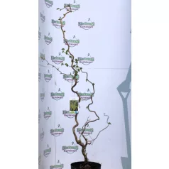 Csavart mogyoró Corylus avel. Contorta C5,5