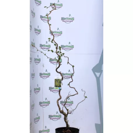 Csavart mogyoró Corylus avel. Contorta C5,5
