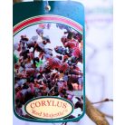 Piroslevelű mogyoró fa (Vérmogyoró fa) Corylus avel. Red Majestic C7,5