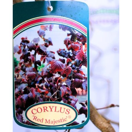 Piroslevelű mogyoró fa (Vérmogyoró fa) Corylus avel. Red Majestic C7,5