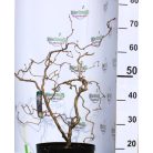 Piroslevelű mogyoró fa (Vérmogyoró fa) Corylus avel. Red Majestic C7,5