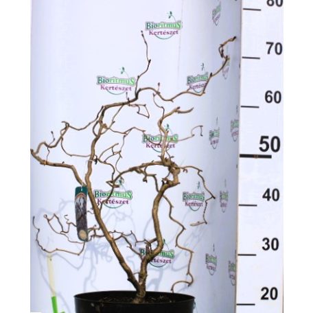 Piroslevelű mogyoró fa (Vérmogyoró fa) Corylus avel. Red Majestic C7,5