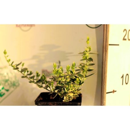 Fehértarka kúszó kecskerágó Euonymus fortunei Emerald Gaiety P9