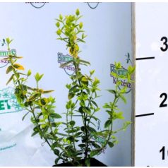   Arany kúszó kecskerágó Euonymus fort. Emerald'n Gold P9