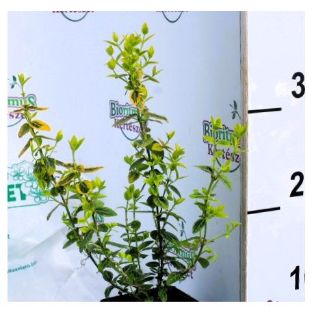 Arany kúszó kecskerágó Euonymus fort. Emerald'n Gold P9