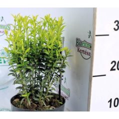 Japán kecskerágó, sárga Euonymus japonicus Happiness P15