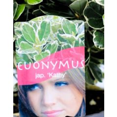   Japán kecskerágó, tarkalevelű Euonymus japonicus Kathy C2,5