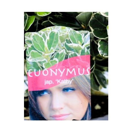 Japán kecskerágó, tarkalevelű Euonymus japonicus Kathy C2,5