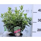 Japán kecskerágó, tarkalevelű Euonymus japonicus Kathy C2,5