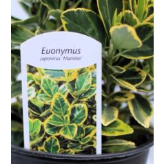   Japán kecskerágó, sárga-tarka levelű Euonymus japonicus Marieke P13