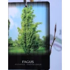 Bükkfa, Oszlopos arany bükk Fagus syl. Dawyck Gold C2