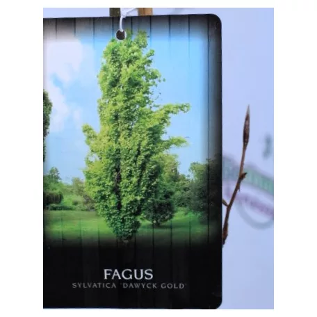 Bükkfa, Oszlopos arany bükk Fagus syl. Dawyck Gold C2