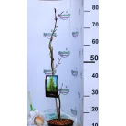 Bükkfa, Oszlopos arany bükk Fagus syl. Dawyck Gold C2