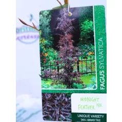   Bükkfa, Csüngő oszlopos vérbükk Fagus syl. Midnight Feather C2