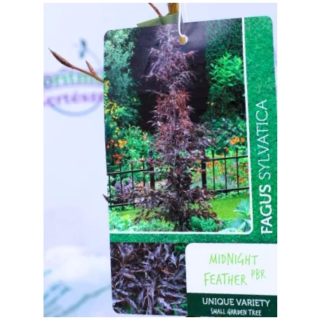 Bükkfa, Csüngő oszlopos vérbükk Fagus syl. Midnight Feather C2