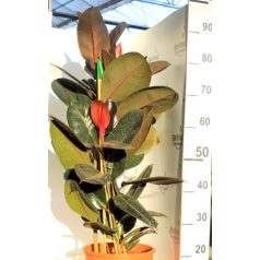 Szobafikusz Ficus elastica AbidjanP24