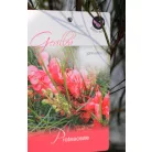 Pókvirág Grevillea johnsonii P17