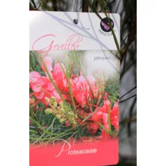 Pókvirág Grevillea johnsonii P17
