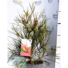 Pókvirág Grevillea johnsonii P17