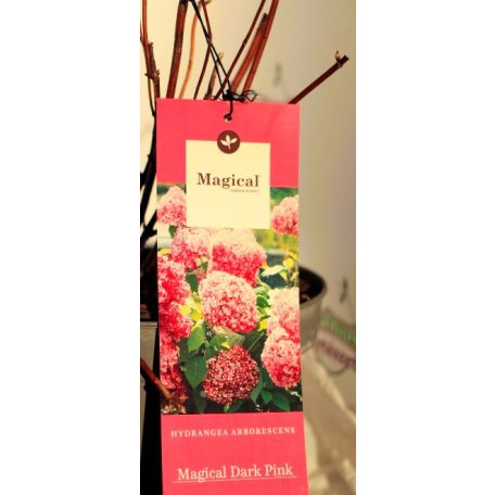 Cserjés hortenzia Hydrangea arb. Magical Dark Pink C5