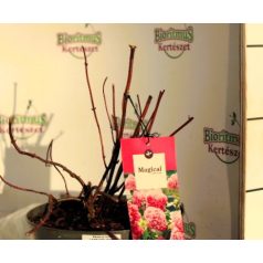 Cserjés hortenzia Hydrangea arb. Magical Dark Pink C5