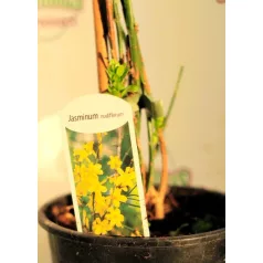 Téli jázmin Jasminum nudiflorum P14