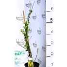 Téli jázmin Jasminum nudiflorum P14